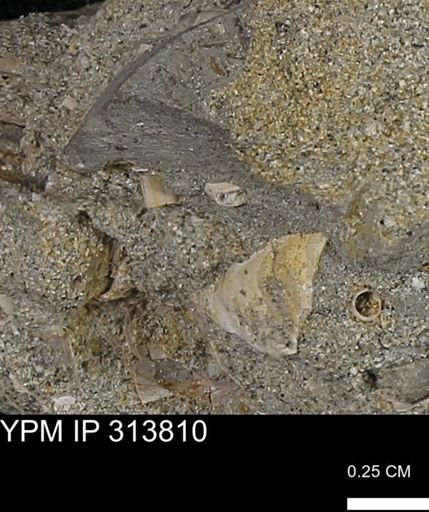 undet. Scaphopoda