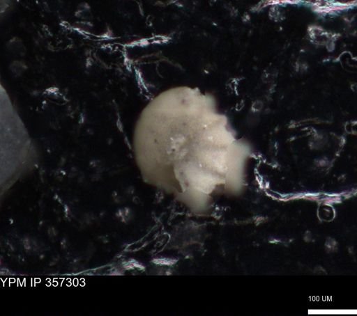 undet. Foraminiferida