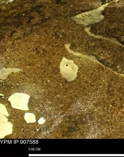 undet. Mollusca