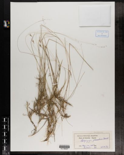 Plantae