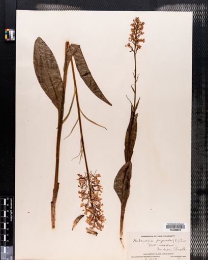Habenaria