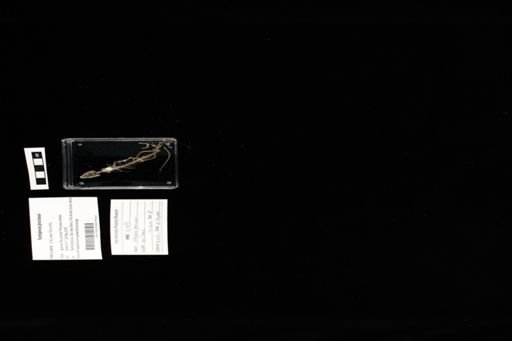 Sceloporus graciosus