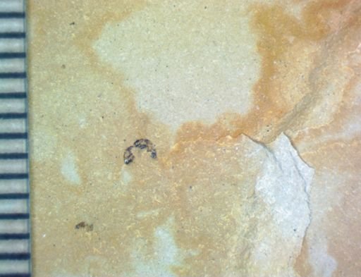 undet. Hexapoda