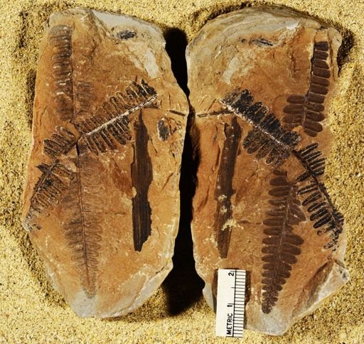 Pecopteris sp.