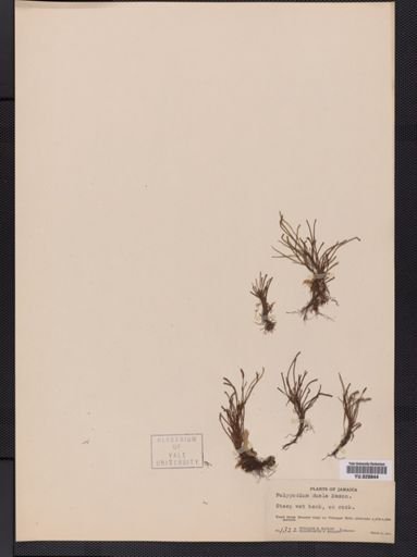 Polypodium