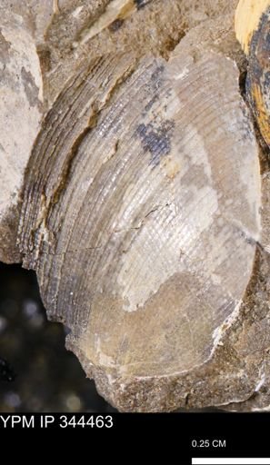 Limopsis striatopunctatus