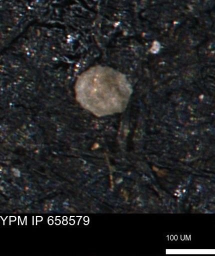 undet. Coccolthiophyceae