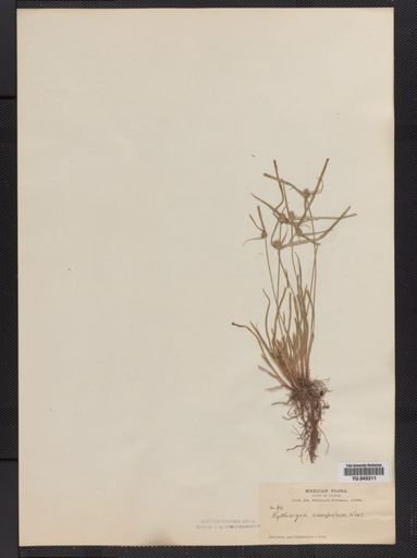 Plantae