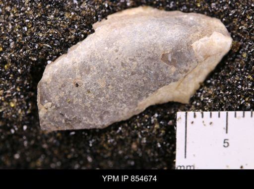 Limopsis striatopunctatus