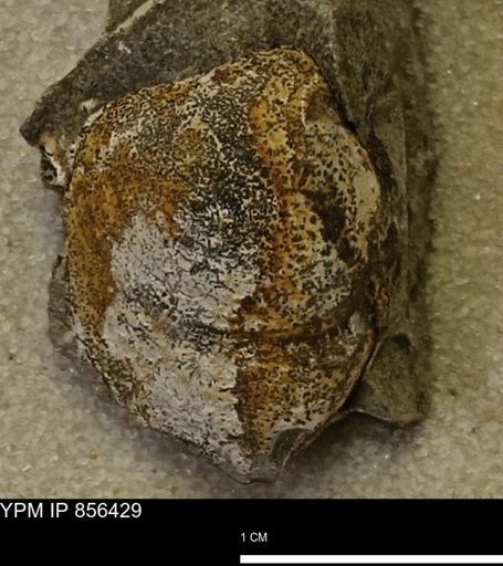 Limopsis striatopunctatus