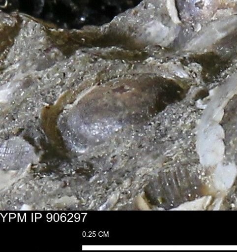 undet. Mollusca
