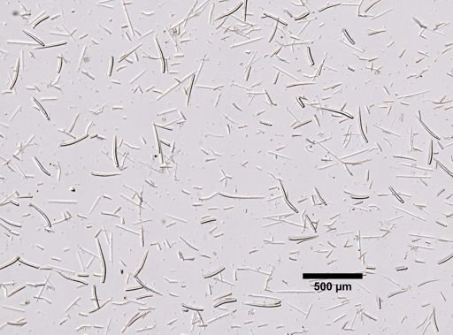 Clathria juniperina