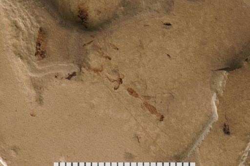 undet. Diptera