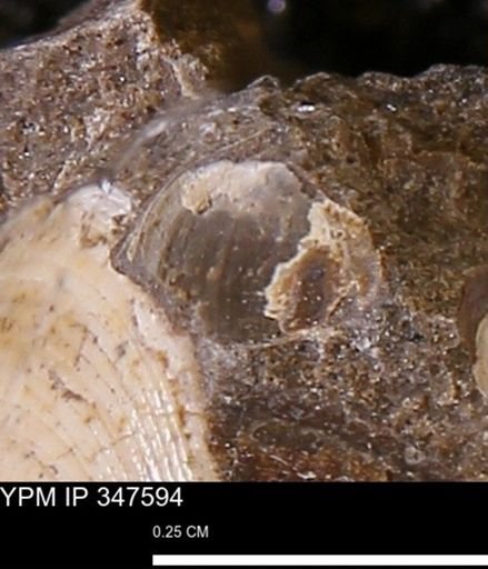 undet. Bivalvia