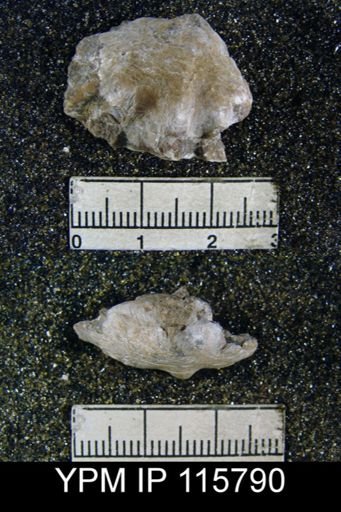 Parenteletes cooperi