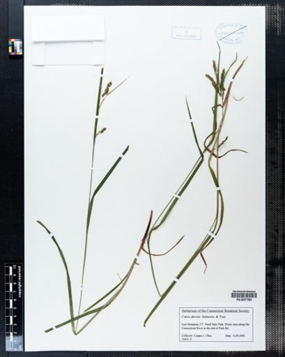 Carex davisii