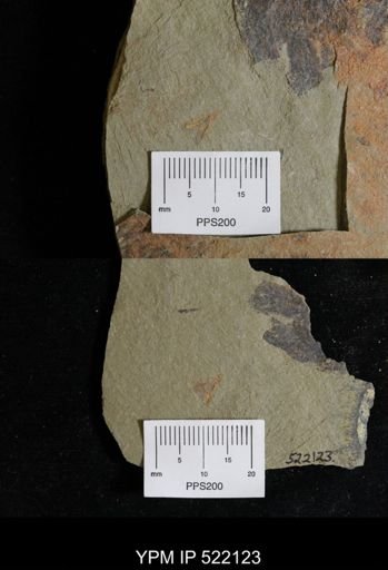 undet. Conulariidae