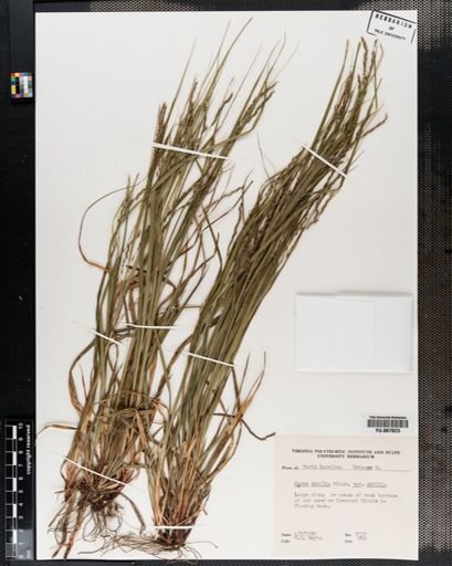 Plantae