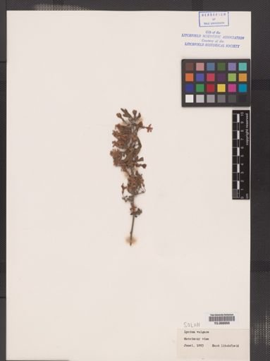 Lycium halimifolium