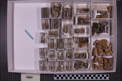 mixed taxa, stratigraphic collection