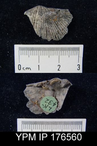 Fasciculatia greenlandicus