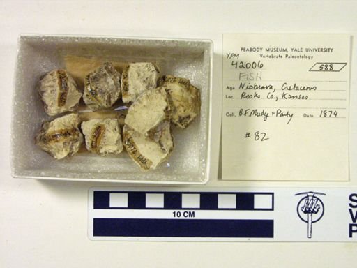 undet. Actinopterygii