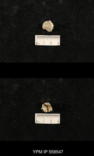 undet. Richthofenioidea