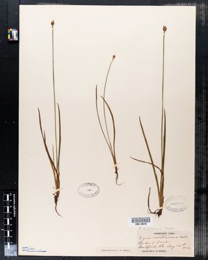 Xyris difformis