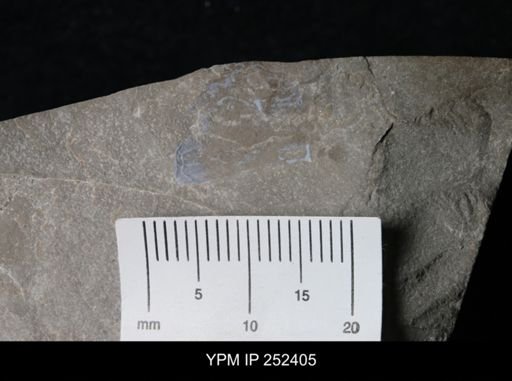 undet. Phyllocarida