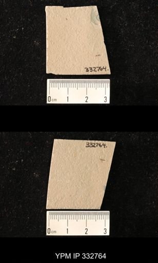 undet. Culicidae