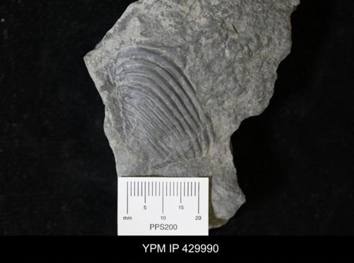 Grammysioidea arcuata