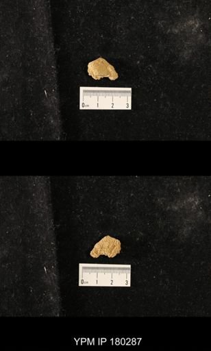 Saccospongia rudis