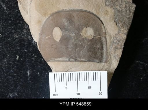 Eurypterus sp.