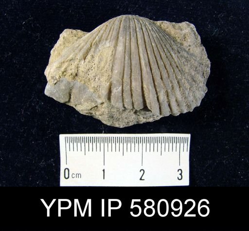 undet. Rhynchonellida