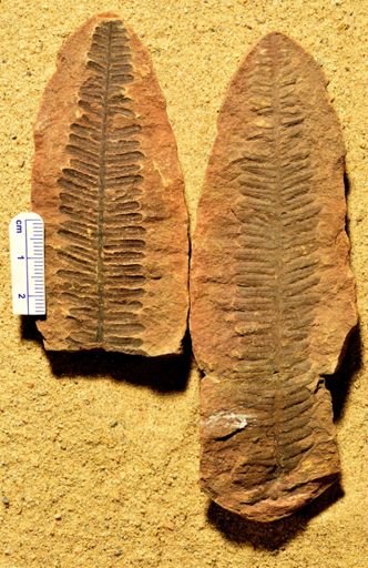 Pecopteris