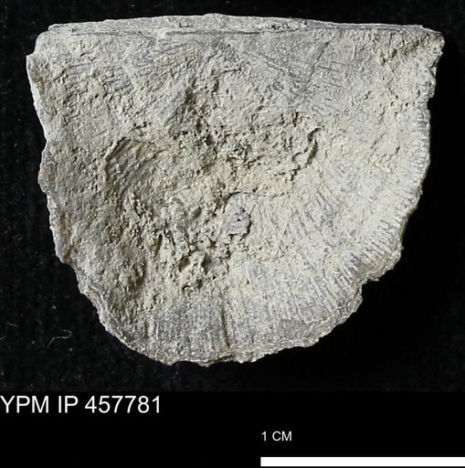 Strophodonta sp.