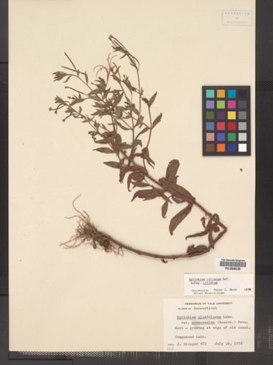 Epilobium ciliatum