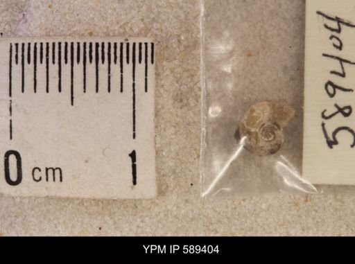 undet. Scaphitidae