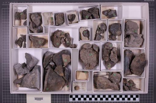 mixed taxa, stratigraphic collection