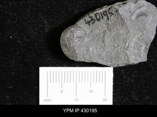 Pleurotomarioidea