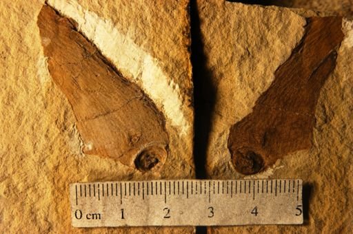 Platanus sp.