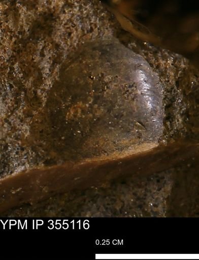 undet. Bivalvia