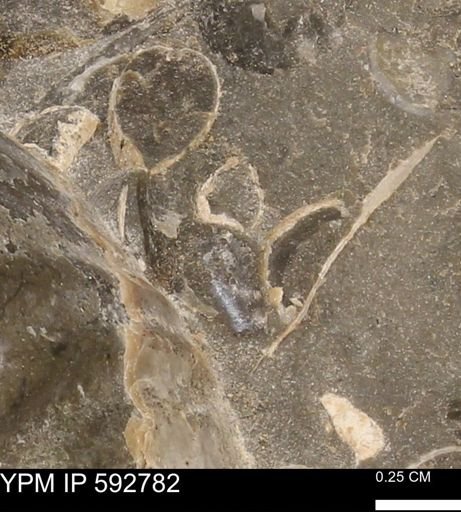 undet. Bivalvia