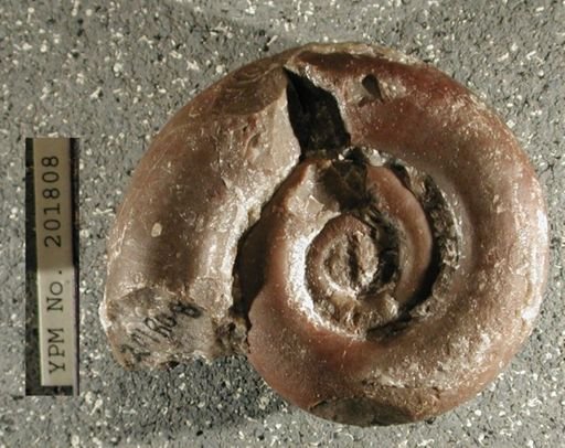 Lecanospira compacta