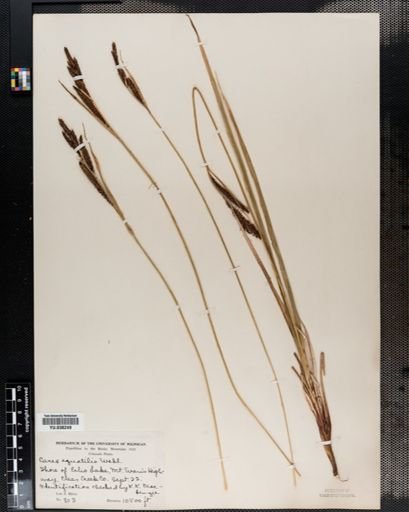 Carex aquatilis