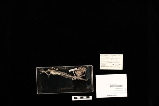 Gekko siamensis