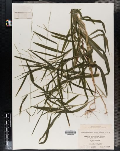 Leersia virginica