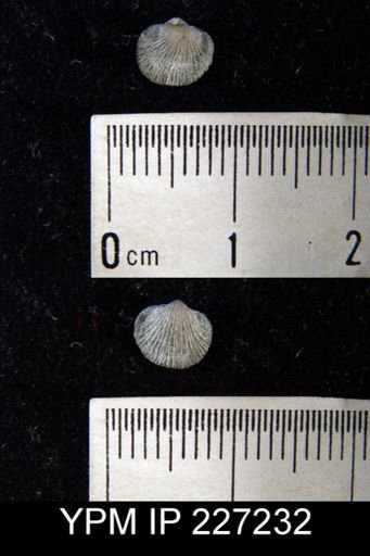 Dalmanella elegantula