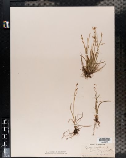 Carex capillaris