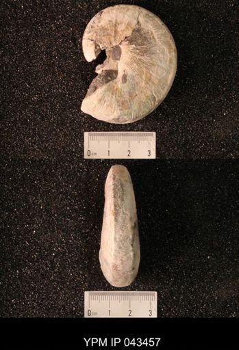Hoploscaphites nicolletii